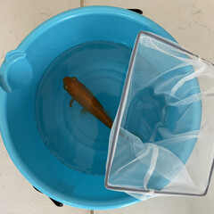 和金/金魚 金魚の水槽を掃除しました。
かなり水換え…(4枚目)
