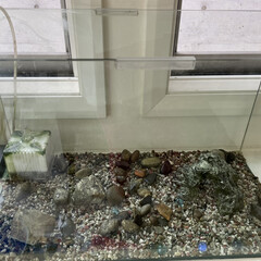 和金/金魚 金魚の水槽を掃除しました。
かなり水換え…(2枚目)