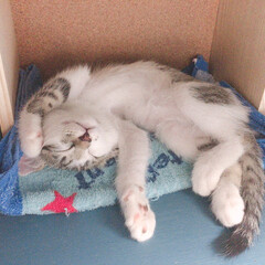 ペット 春は眠いよね。猫がうらやましい (^^)(1枚目)