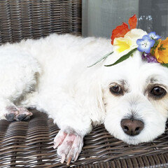 ワンコのいる暮らし/お散歩/花/草花/髪飾り/いぬ/... 🐶ワンコのいる暮らし~❣️
トリミング…