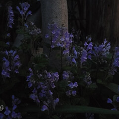 夜の花写真/花の写真/花の写真を撮るのが好き/夜の花/庭の花/庭のある暮らし 🌃💠夜に花を📸しまし(* ´ ▽ ` *…(1枚目)