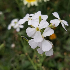 ガーデニング/ガーデン/白い花/花のある暮らし/暮らし 白い花達を集めて見ました❣️
最後は、🍋…(5枚目)