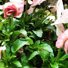 テラスのある家/🍘/癒し系/癒し/テラスの花/多肉植物の蕾/... 最近の庭とテラスの花💠

新しい花が咲い…(3枚目)