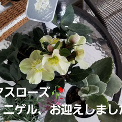 ニゲル/ガーデン/ガーデニング/庭の花/癒し/パンジー/... 新しい子お迎えしました。:+((*´艸`…