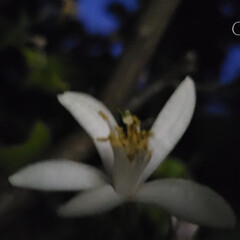 レモン/実/Photo/庭のある暮らし/庭の花/夜の花/... 🌃💠✨庭の夜の花写真📸☝️

二枚目は、…(1枚目)