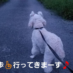 散歩/散歩道/途中/ワンコのいる生活/犬のいる暮らし/ムクゲ/... 🐩🚶♀️昨日のお散歩と途中出会ったムク…