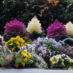 花は春の必需品/花畑/おでかけ/景色/はな/春/... 🌼春の必需品と言えばお花🎵と言っても過言…