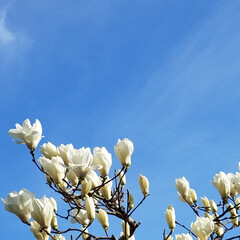 木蓮/庭木/フォロー大歓迎/風景/住まい/小さい春 春ですね～🌼
庭の木蓮(白)が、咲き始め…(2枚目)