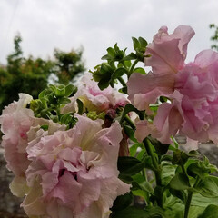花/ガーデン/花のある暮らし/ピンクの花 ピンクの花を集めて見ました💠

御安くな…(2枚目)
