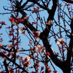 杏の花/春の一枚/フォロー大歓迎 🌳🌸杏の花
毎年ご近所にとっても綺麗な杏…(2枚目)