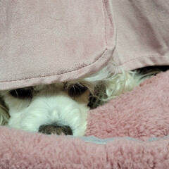 いぬのベッド/ワンコの寝床/いぬのいる暮らし/ワンコのいる暮らし/ワンコのいる生活/寝床/... 🐶『な～に🤔？これ👀‼️』

そんな目で…(3枚目)