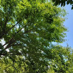 大きな木の下で/大きな木/匂う実/銀杏匂う/イチョウの木/銀杏/... 猛暑🥵の中ですが…
この暑さの中、仕事柄…(1枚目)