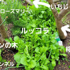 庭でフルーツ作る/ガーデニング 庭の🌳プルーン🟣の💠と🌳檸檬🍋の💠が咲き…(10枚目)