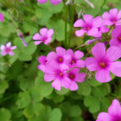 花/ガーデン/花のある暮らし/ピンクの花 ピンクの花を集めて見ました💠

御安くな…(1枚目)