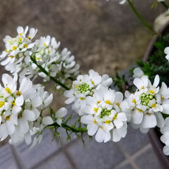 庭の花/花達/白木蓮/ガーデニング/花のある暮らし/ガーデン雑貨/... もう💠白木蓮が散り始めました…💦
ﾄﾎﾎ…(5枚目)