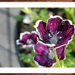 濃紫色/庭/グリーン 『お庭の花』
今年も芽が出て咲きました🌱🌷(1枚目)