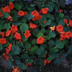 ナスタチウム/食べられる花/ハーブ/花のある暮らし/花の写真を撮るのが好き/庭の花/... 🌃✨💠夜の庭の花写真📸☝️

エディブル…(1枚目)