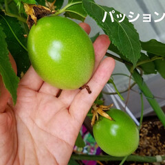 果実/フルーツ/みるく/実のなるもの/家庭菜園/ワンコの居る暮らし 黄色の🍉は頂き物ですが😊、他お家で出来て…