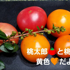 収穫/きいろの桃太郎トマト/黄色い/トマト/キーマカレー/カレー 黄色💛の🍅桃太郎が成りました～(*´艸｀…(1枚目)