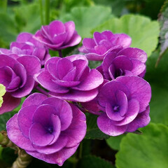 花のある暮らし/庭の花/紫陽花/庭/暮らし 紫陽花✨色々～💠🌼

①は、よーく見て👀…(7枚目)