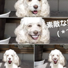 笑える/笑って/犬のいる暮らし/犬の変顔/faceアプリ/FaceApp/... 【　暑中お見舞申し上げます🎐　】

昨日…(8枚目)
