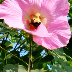 ピンクの花/芙蓉/ガーデン/庭/蜂/はな 芙蓉に蜂かなぁ❔丸まると太い蜂👀(2枚目)