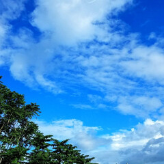 景色/いま空/花/青空/空 皆さん、こんにちは😊🎵

遅れましたが、…(1枚目)