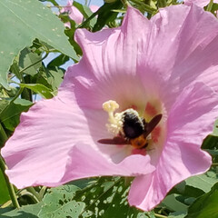 ピンクの花/芙蓉/ガーデン/庭/蜂/はな 芙蓉に蜂かなぁ❔丸まると太い蜂👀(1枚目)