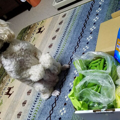 野菜届く/今日の夕焼け/夕陽/宅急便/犬と野菜/野菜/... 新鮮野菜が届いた~🍆🥒(*´艸`*)💕
…