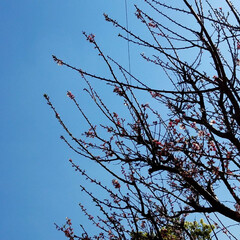 杏の花/春の一枚/フォロー大歓迎 🌳🌸杏の花
毎年ご近所にとっても綺麗な杏…(3枚目)
