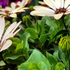テラスのある家/🍘/癒し系/癒し/テラスの花/多肉植物の蕾/... 最近の庭とテラスの花💠

新しい花が咲い…(2枚目)