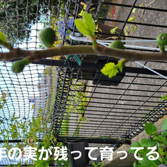 庭でフルーツ作る/ガーデニング 庭の🌳プルーン🟣の💠と🌳檸檬🍋の💠が咲き…(4枚目)