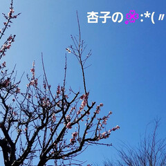 杏の花/小さな春見つけた/景色/風景/花/季節/... こんなとこにも春、見つけたよ:💠*(〃∇…(7枚目)