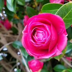 花/ガーデン/花のある暮らし/ピンクの花 ピンクの花を集めて見ました💠

御安くな…(8枚目)