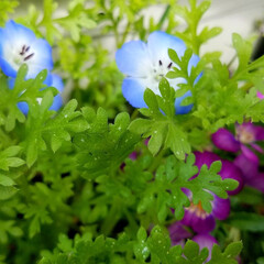 テラスのある家/🍘/癒し系/癒し/テラスの花/多肉植物の蕾/... 最近の庭とテラスの花💠

新しい花が咲い…(6枚目)