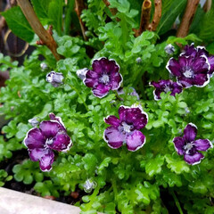 お花/雨上がりの庭/雨あがりの花/フィンガーライムの木/庭の花/庭のある暮らし/... ☔昨日は、大雨と風🍃🌀〰️(>_<)
…