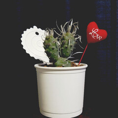 アラビアンJASMINE/jasmine/ジャスミン/テラス/観葉植物/植物のある暮らし/... 新しい子迎えました🌵🌼❕
私の知らない…