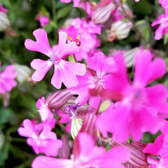 花/ガーデン/花のある暮らし/ピンクの花 ピンクの花を集めて見ました💠

御安くな…(9枚目)