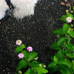 散歩/夏の風景/景色/花/空/犬 📸夏らしいphotoが、撮れました(&#39;ー…(3枚目)