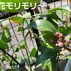 庭でフルーツ作る/ガーデニング 庭の🌳プルーン🟣の💠と🌳檸檬🍋の💠が咲き…(7枚目)