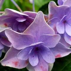花のある暮らし/庭の花/紫陽花/庭/暮らし 紫陽花✨色々～💠🌼

①は、よーく見て👀…(5枚目)