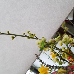 花の名前/白い花/花のある暮らし 先日あっぷした玄関のお花です🤭🎵
（きの…(2枚目)