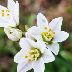ガーデニング/ガーデン/白い花/花のある暮らし/暮らし 白い花達を集めて見ました❣️
最後は、🍋…(4枚目)