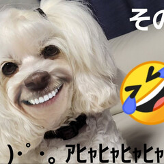 笑える/笑って/犬のいる暮らし/犬の変顔/faceアプリ/FaceApp/... 【　暑中お見舞申し上げます🎐　】

昨日…(6枚目)