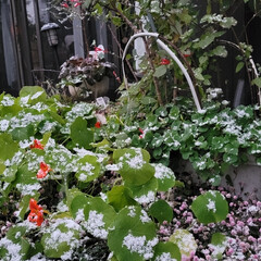 冬の庭/冬の庭の風景/庭/雪化粧/雪 今朝の様子です。
寒くなりましたよね🥶
…(2枚目)