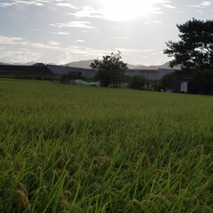 夕焼け/フォロー大歓迎/LIMIAファンクラブ/わんこ同好会/至福のひととき/おでかけ/... 今日の夕焼け🌆
いつもの🐩🚶‍♀️と散歩…(3枚目)