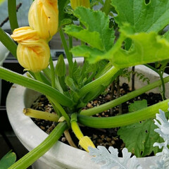 家庭菜園/ガーデン/グリーン/住まい さて、この黄色い花の植物は、何んでしょう…(1枚目)