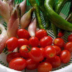 家庭菜園/フード/住まい/おうちごはん/ミョウガ ミョウガ と 今頃トマト、今日の収穫3種…(3枚目)