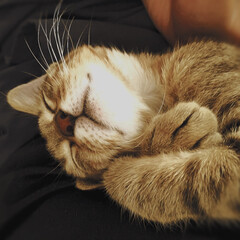 hal/ペット/猫/おやすみショット お昼寝ハルちゃん。
幸せを抱きしめて。。。(1枚目)