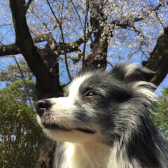 犬/KAI/ボーダーコリー 桜の下、凛々しくポーズを決めてます♪(1枚目)